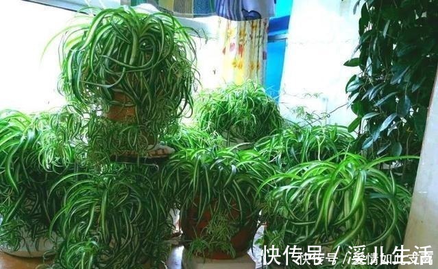 叶片|邻居家的“吊兰”泛滥成灾，每盆长成“狮子头”，窍门有3个！
