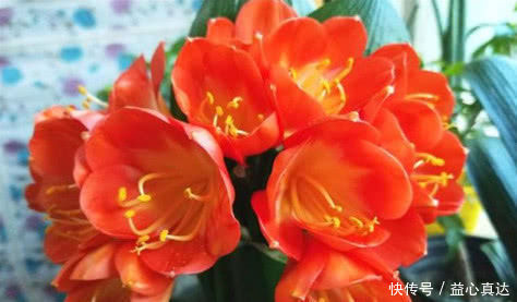 养君子兰，淘米水兑点“它”，叶片油绿，花芽猛冒，一次开几十朵