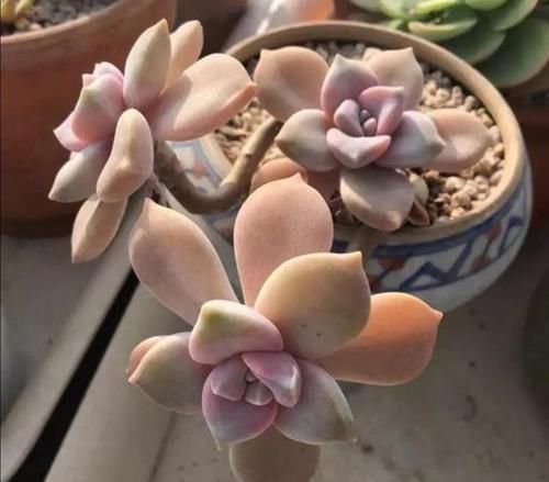 花盆|养多肉植物，用上4个“小技巧”，长成老桩更漂亮