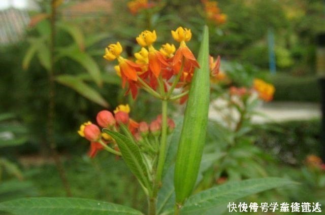 小花|几种“毒花”长得再美也不养,放在室内更不行,看看家里有没有!