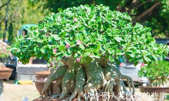 3种“懒人”花,30天不浇水也“疯长”,好养省心,很实用