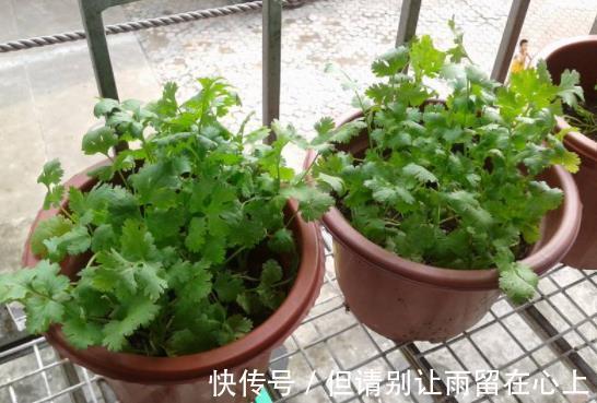 超市|逛超市2种菜要买带根的,栽到花盆里,能当绿植养,采收一整年!