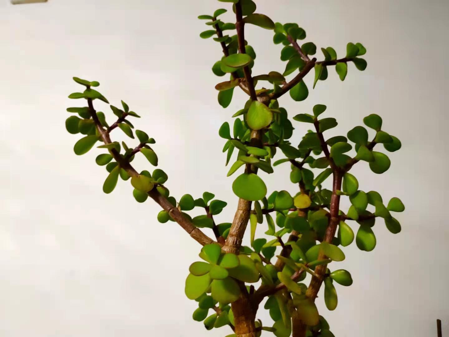 养护金枝玉叶,掌握2个小技巧,叶片翠绿,枝干粗壮