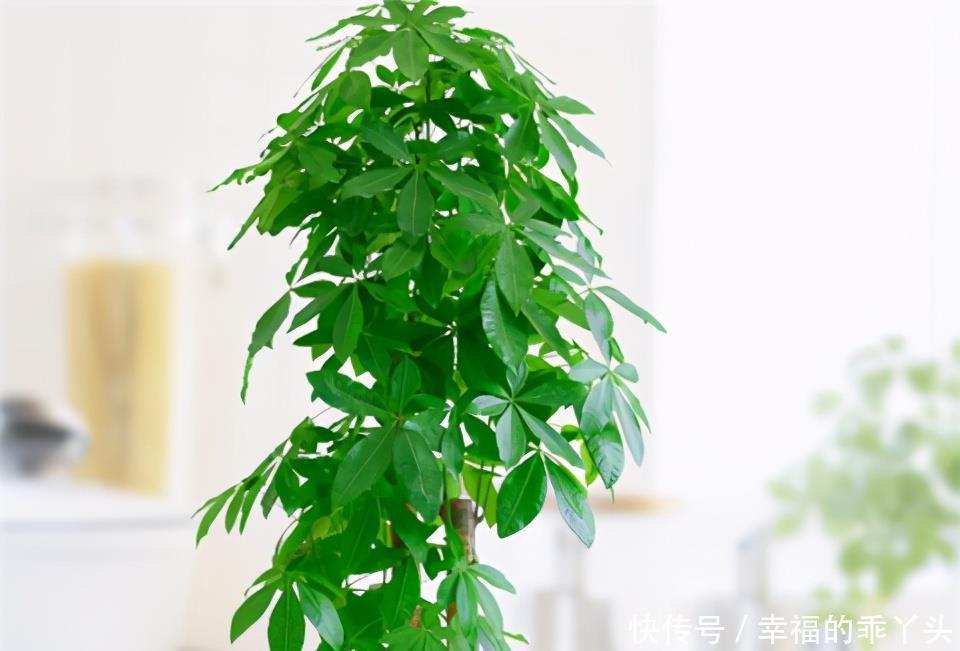 冬季管理发财树,喷1种水,冬天也能油绿茂盛!