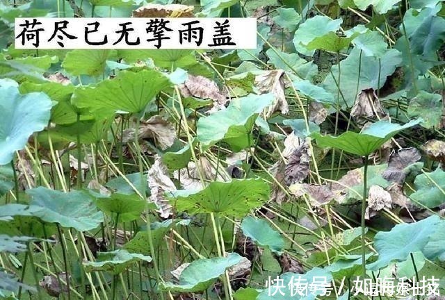 千年时光|苏轼一首无法超越的经典诗作,短短28字,却温暖了千年时光