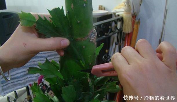 原来蟹爪兰要这样嫁接,难怪别人家的蟹爪兰开花那么多