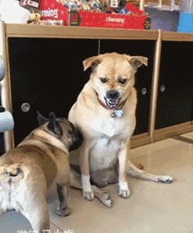 |搞笑GIF图:美女刚睡醒的样子vs你刚睡醒的样子!