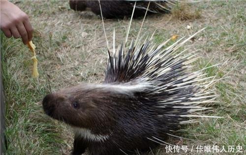 鸳鸯|400年前,李时珍就总结出了吃野味的后果,可惜后人偏偏不听