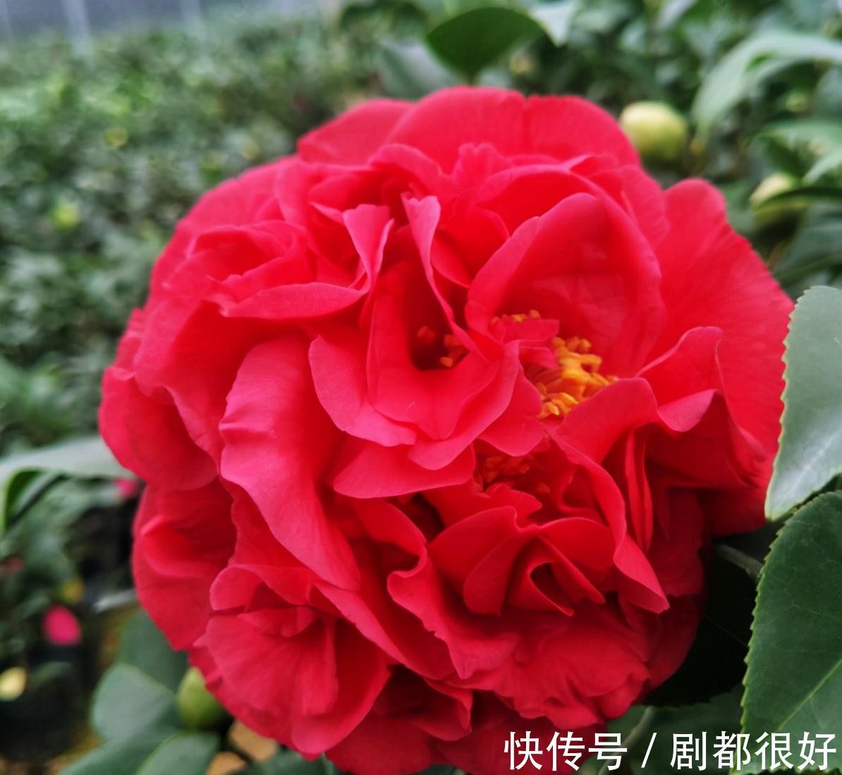 忘了月季吧,此花更好看,皮实又耐寒,香味清新惹人爱