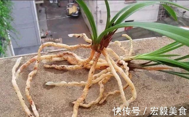 天竺葵|3种懒人扦插法,插啥都活,大白根蹭蹭冒!