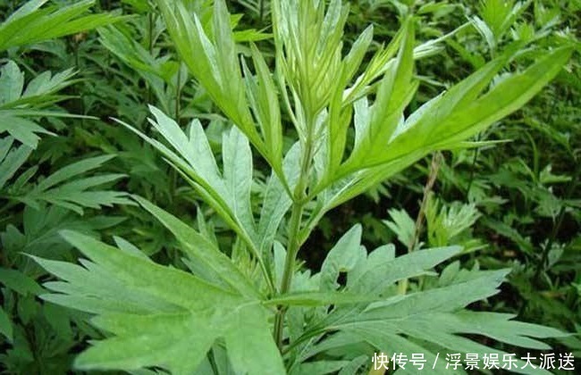 泡水|艾叶泡水太厉害了,男人女人都离不开,值得分享给身边人!