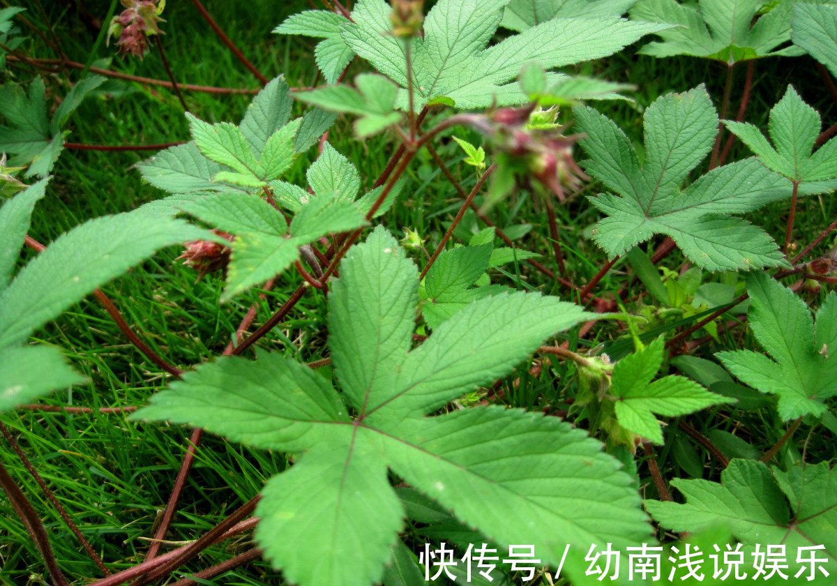 人的一生|鄉村普遍的一種雜草，是“皮膚發癢”的天敵，一涂迅速就奏效