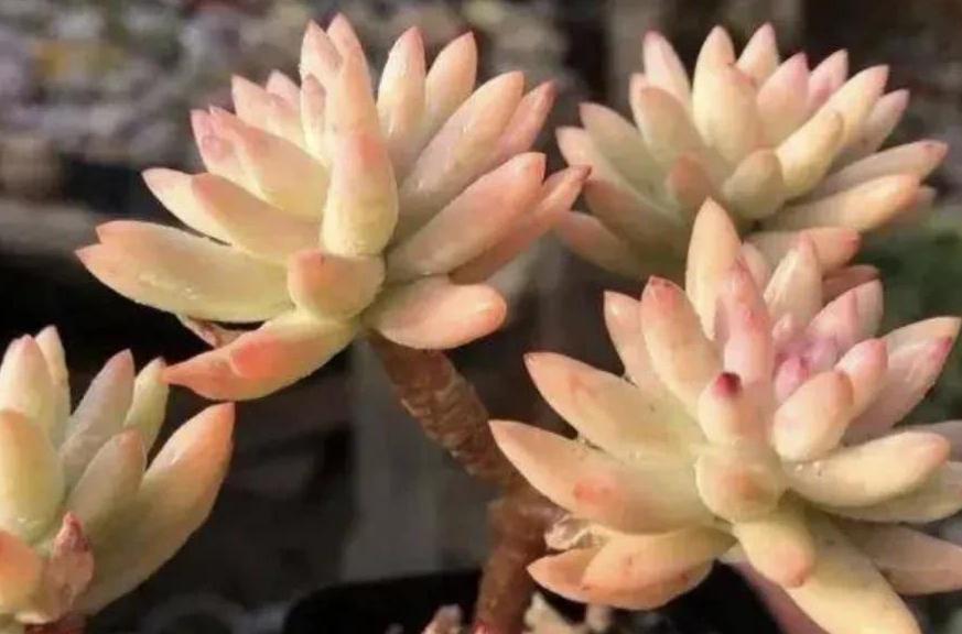 不养一盆树冰你就不知道多肉有多美,掌握4个方法,天冷就变美