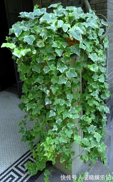 散尾葵|12种“健康花”,家里没太阳,照样长爆盆,贵气漂亮,旺家又养人