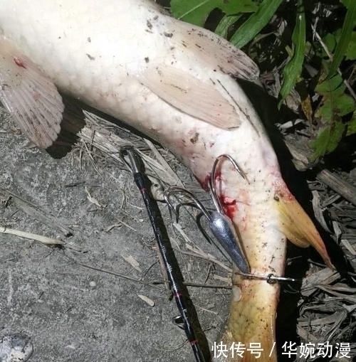 钓具|男子湘江“可视化锚鱼”，几十斤大鱼接连上岸，网友能钓光湘江鱼