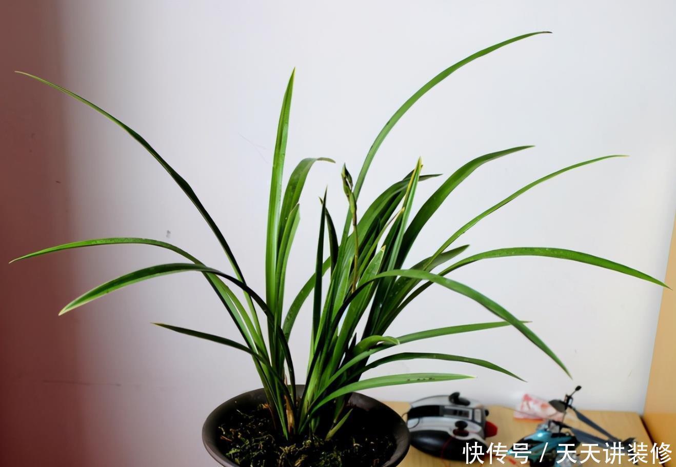 光照|家中的兰花盆栽多年不开花,究其原因,不过是这3点没做好罢了