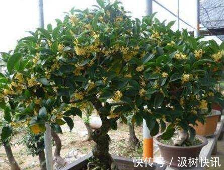 桂花不开花是什么原因 往土壤中添点这个桂花越开越好