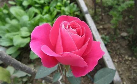 养花,不要乱花冤枉钱,掌握好方法,园土就能变成营养土