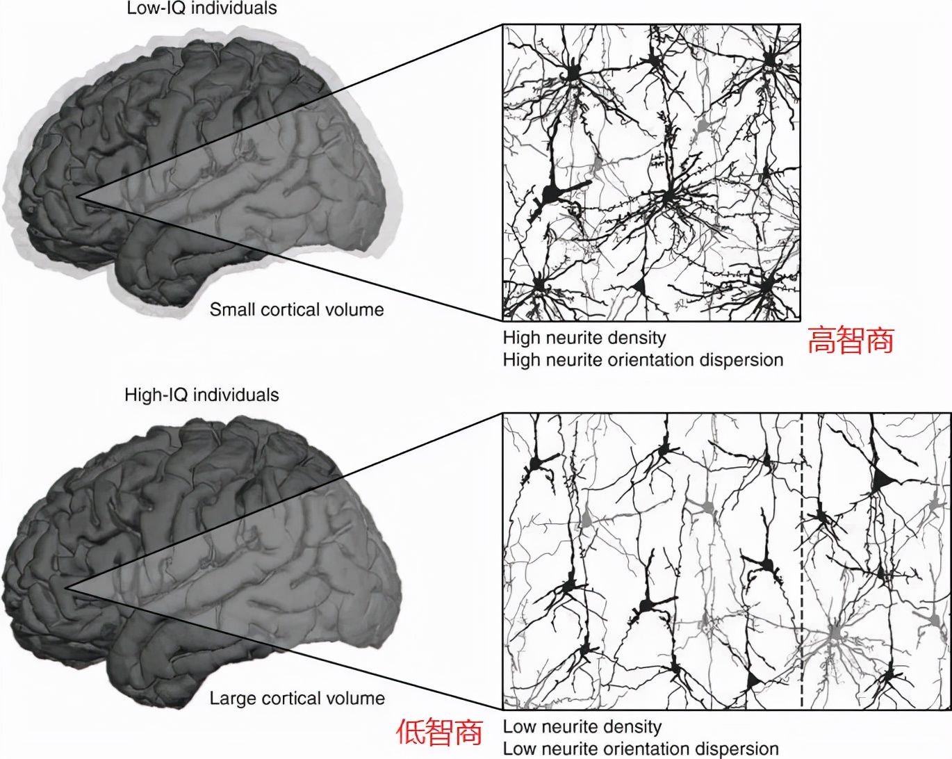 脑袋|孩子脑袋越大越聪明吗？若有两个方面刺激不到位，可能也是白搭