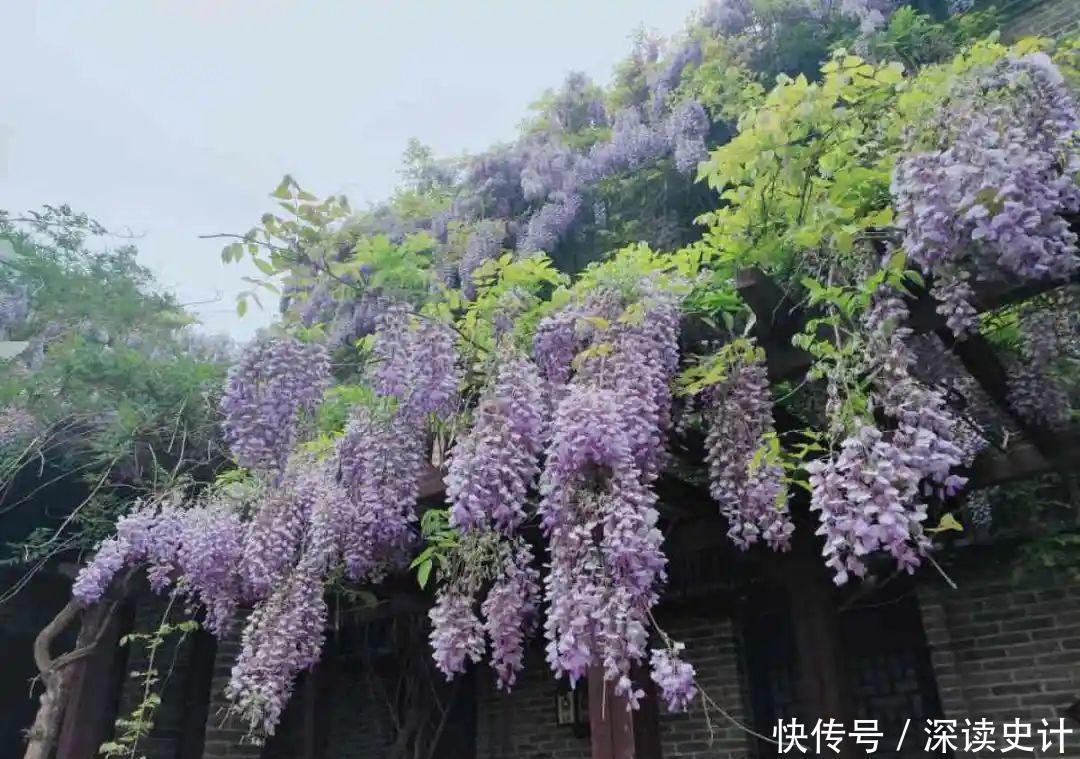 农村的6种花，烙饼子、炒菜、炖汤···再晚没得吃了！