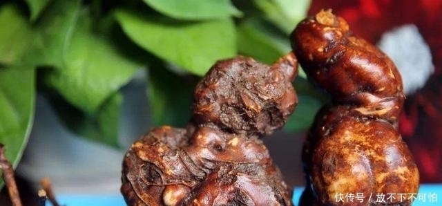 不信|别不信石头缝里有宝藏,被称为“千年草”的价值意外惊人