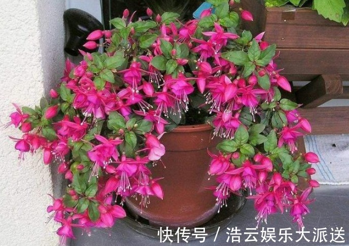 枝条|“这种花”养家里,开花特别多,花期长又漂亮,美过杜鹃、茶花