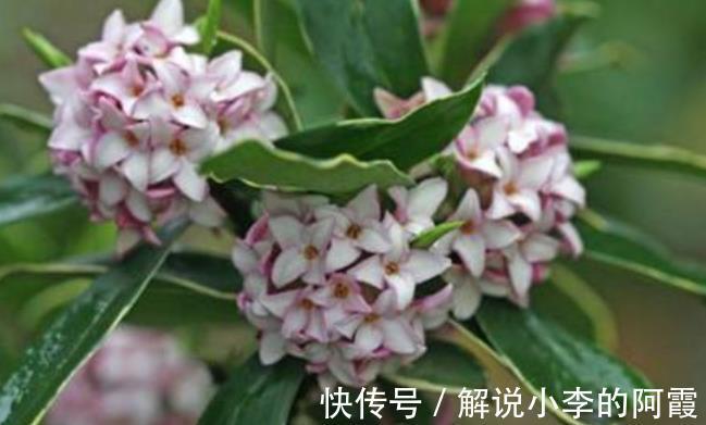 吉祥|不怕冷的5种花,冬天冻一冻,开花更好看,大气好养又吉祥