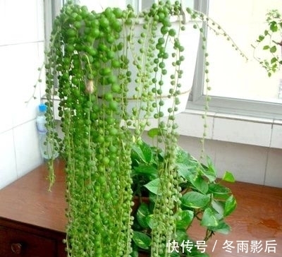 农历九月初四寒露后，养什么花？以下3种花，幸福快乐吉祥安康