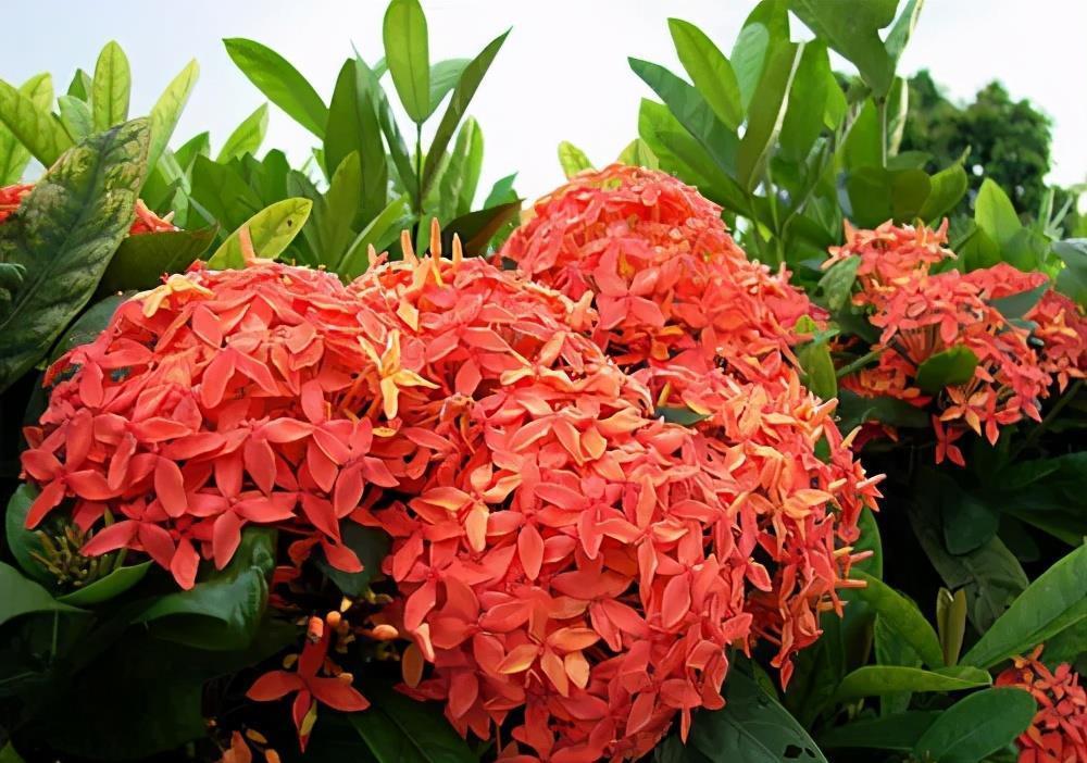 花卉|6种花,耐热又耐晒,晒得越狠花朵越多,40摄氏度照样有花赏