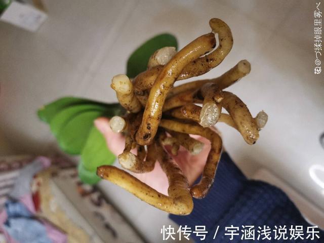 低温|低于5度,6种花一整个冬天不浇水,也能照样活