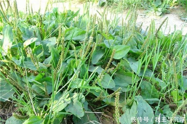 根茎|路边常见的牛筋草，生命力旺盛又结实，不能小瞧作用多