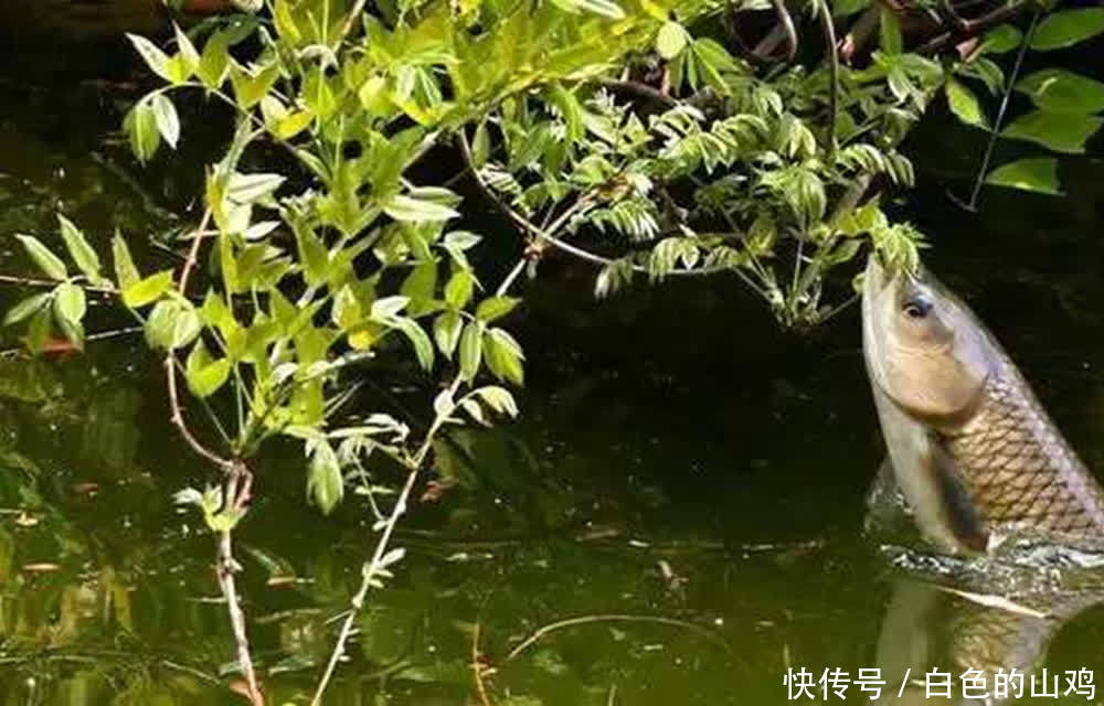 夏季|夏季钓草鱼，找这四种钓位，在这些位置下竿，大草鱼能连竿！