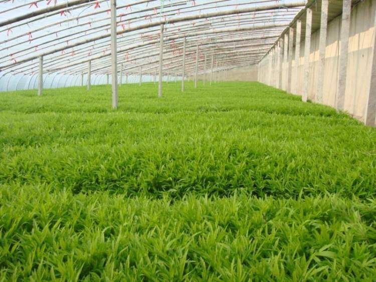  秋芦蒿|清香、脆爽、可口有嚼劲，时鲜秋芦蒿推迟二三周入市！首批上市零售13-18元/斤