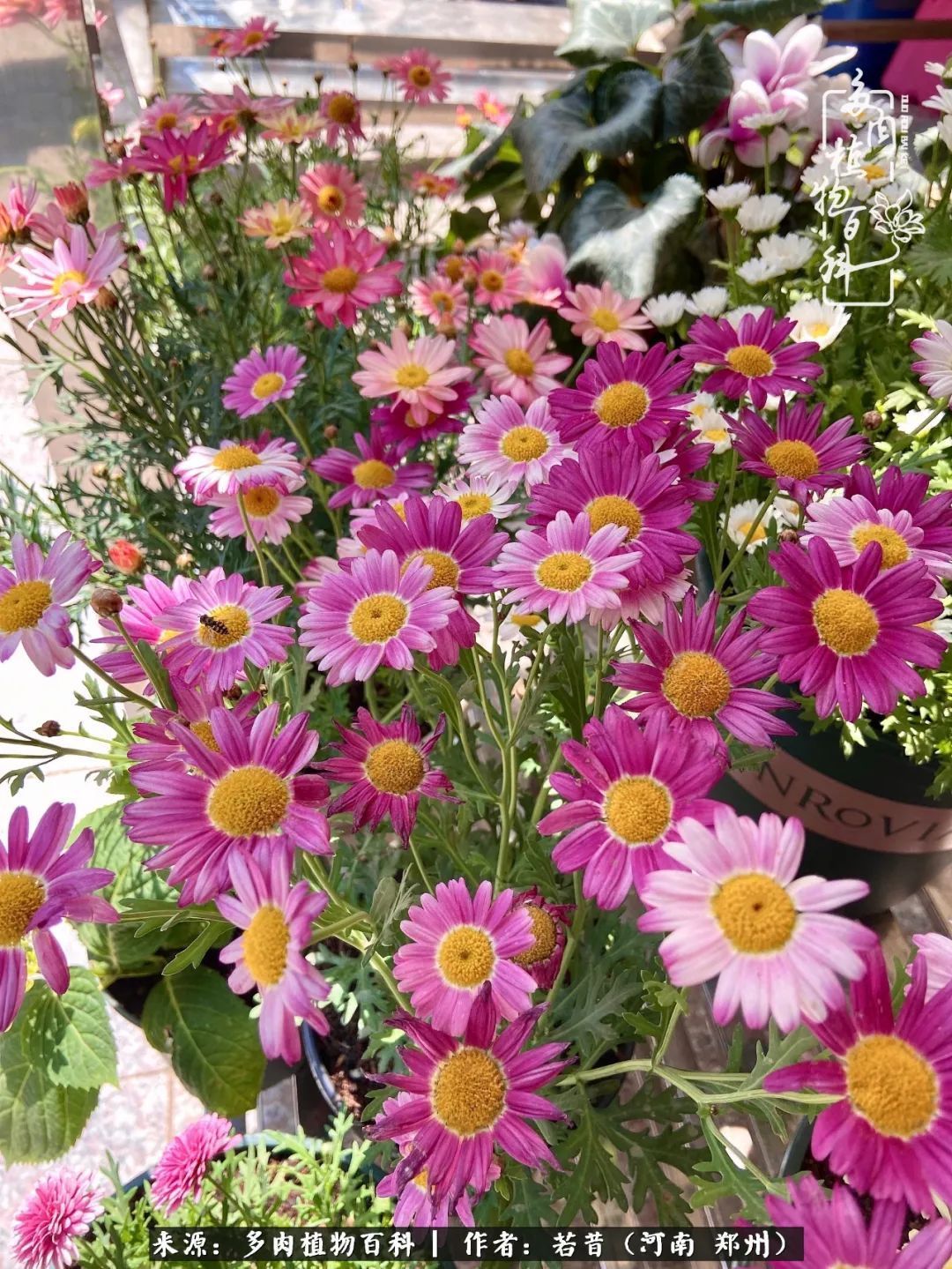 迷你小院儿,种满多肉、花草和蔬果,沉醉在自己的世外桃源!