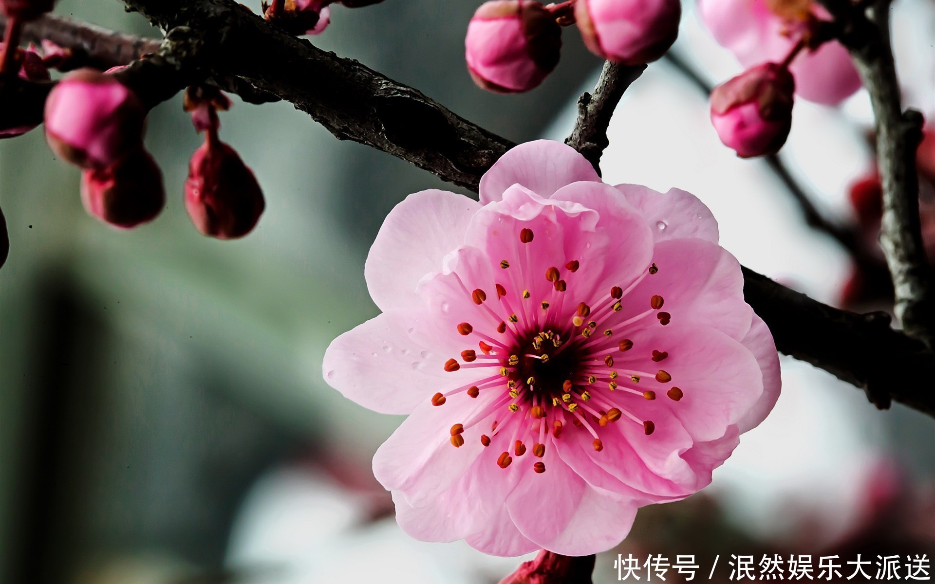 梅花|此花称为中国十大名花之首，生命力极强，具有坚忍不拔的象征