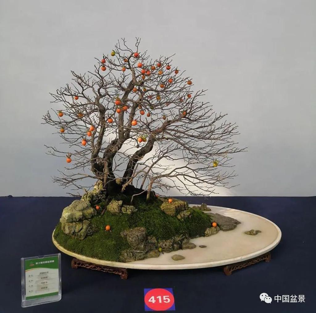  制作|盆景制作中的气、势、神、韵如何表现！静态和动态相结合是精髓