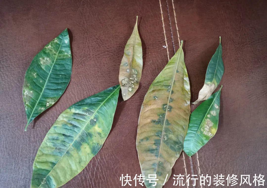 黄叶|养花“黑名单”实在太难养,心累