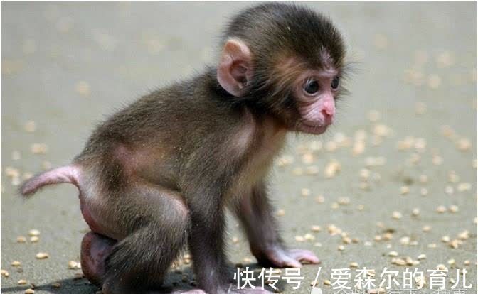 庚申猴|生肖猴：以下4个年份出生的“猴猴猴”天生上等命，看看你家有吗