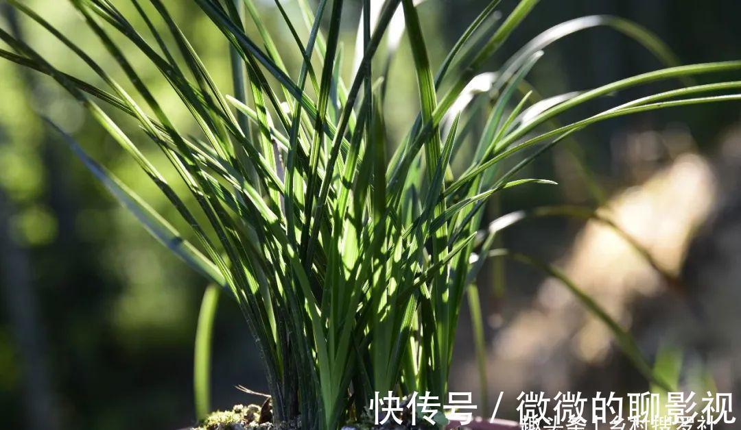 兰花茎腐病有特效药吗?兰友说:无非这3种,有效而且使用简单