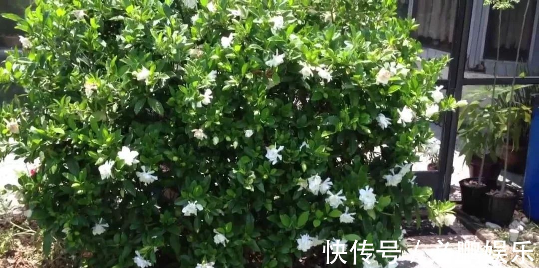 盆栽|栀子花盆栽定期修剪,保证每年都开开出清香的花朵