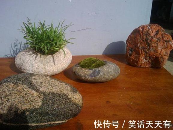 石头养花学2个小方法处理，千金难求！花友谁也舍不得卖