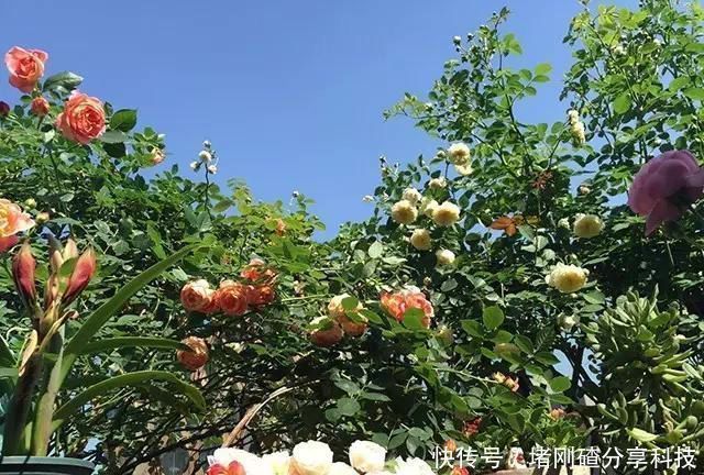 露台|两个孩子的妈妈,利用空闲时间,在露台打造出一片花的海洋