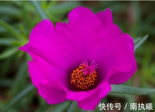 农历九月二十霜降后，养什么花？以下3种花，喜气盈门岁且更始