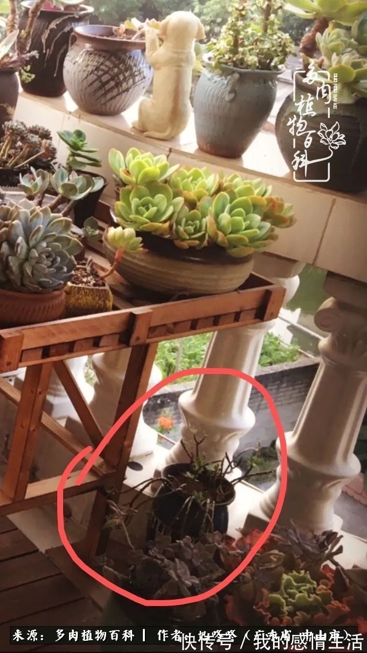 养多肉的路上患得患失，却依然如最初般热爱！