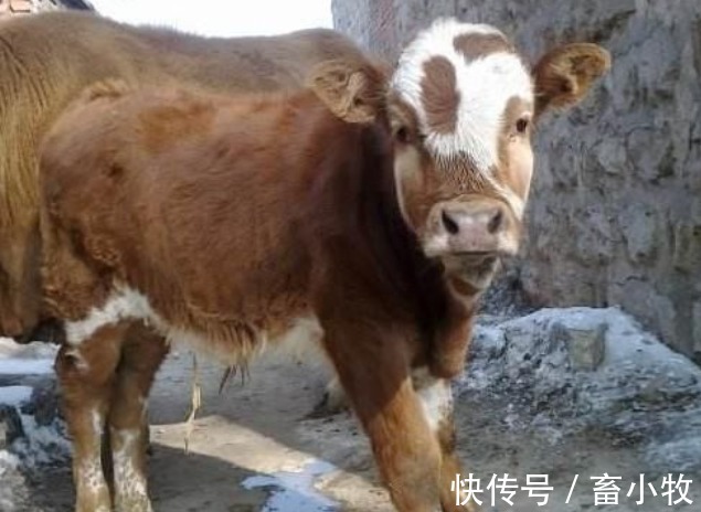 致病菌|新生牛犊拉稀用什么药?牛犊拉稀用什么药最快?本文有完整方案