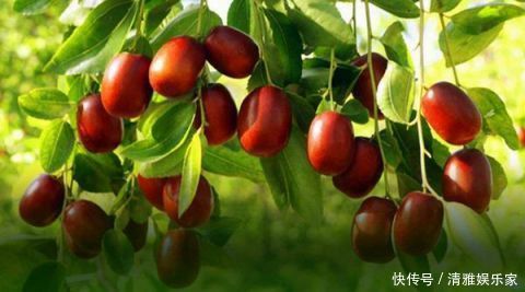 维生素p|常吃大枣有益于健康,不过4类人不宜多吃