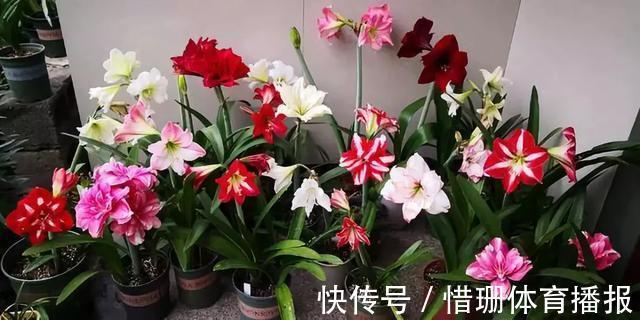 这6种花养好了，家里秒变花海，一年四季有花看！