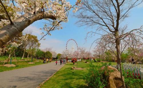 老年|以下春季赏花的旅游景点，你去过哪些？低音号推荐