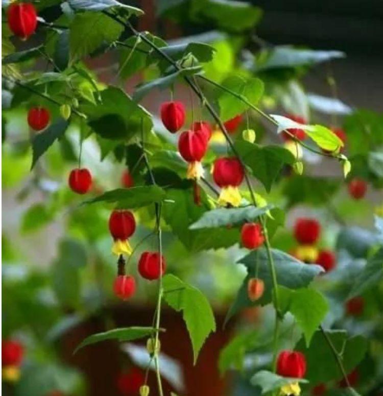 几种花适合现在养，比空气净化器效果好，空气清新、心情好！