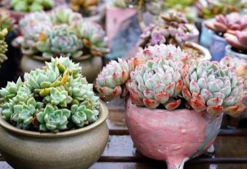 煤渣|多肉养根篇:往盆底放些“它们”,叶子肥成球,根须挤满盆